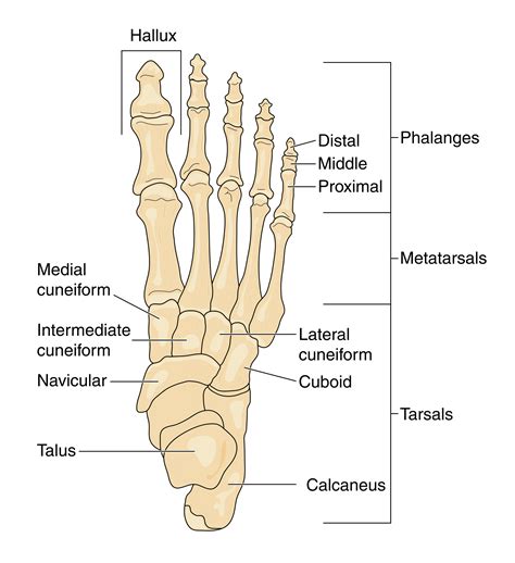 photo of foot|photo of foot anatomy.